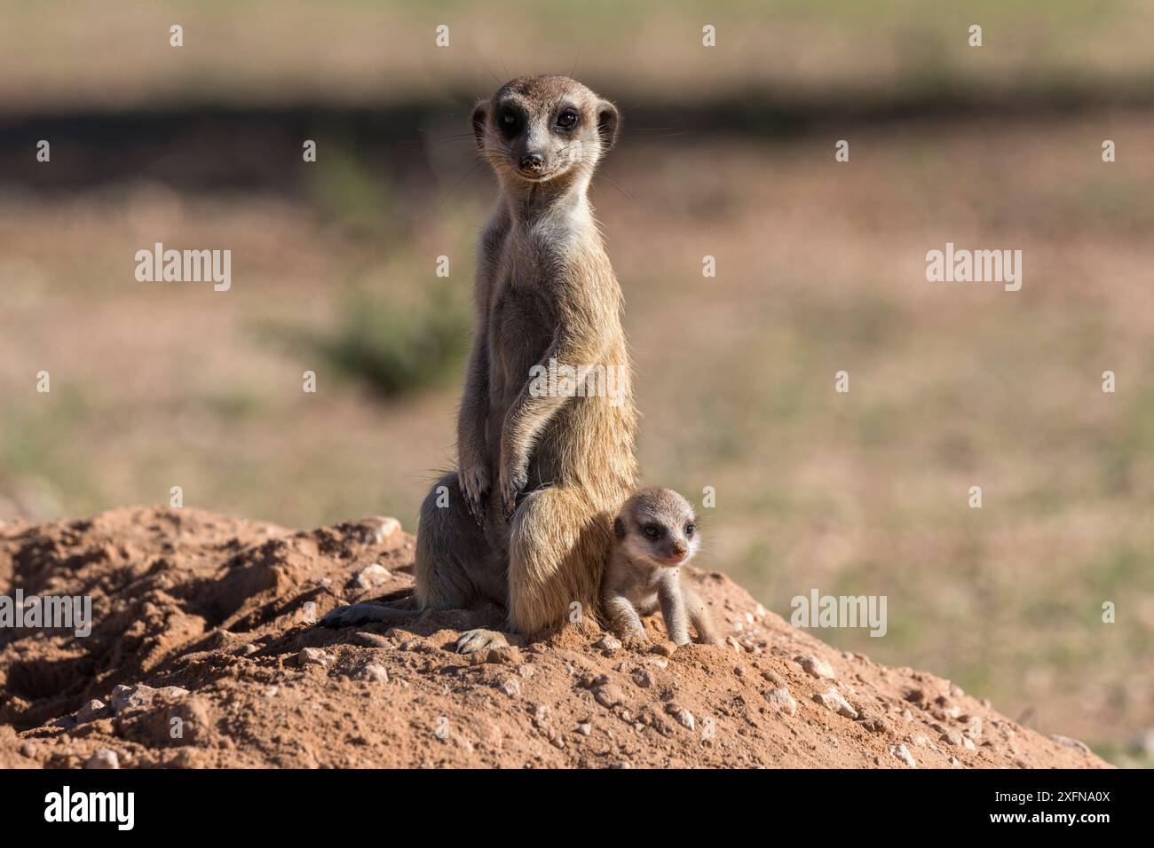 Suricate (Suricata suricatta) avec des jeunes, Kgalagadi Transfrontier Park, Northern Cape, Afrique du Sud, janvier. Banque D'Images