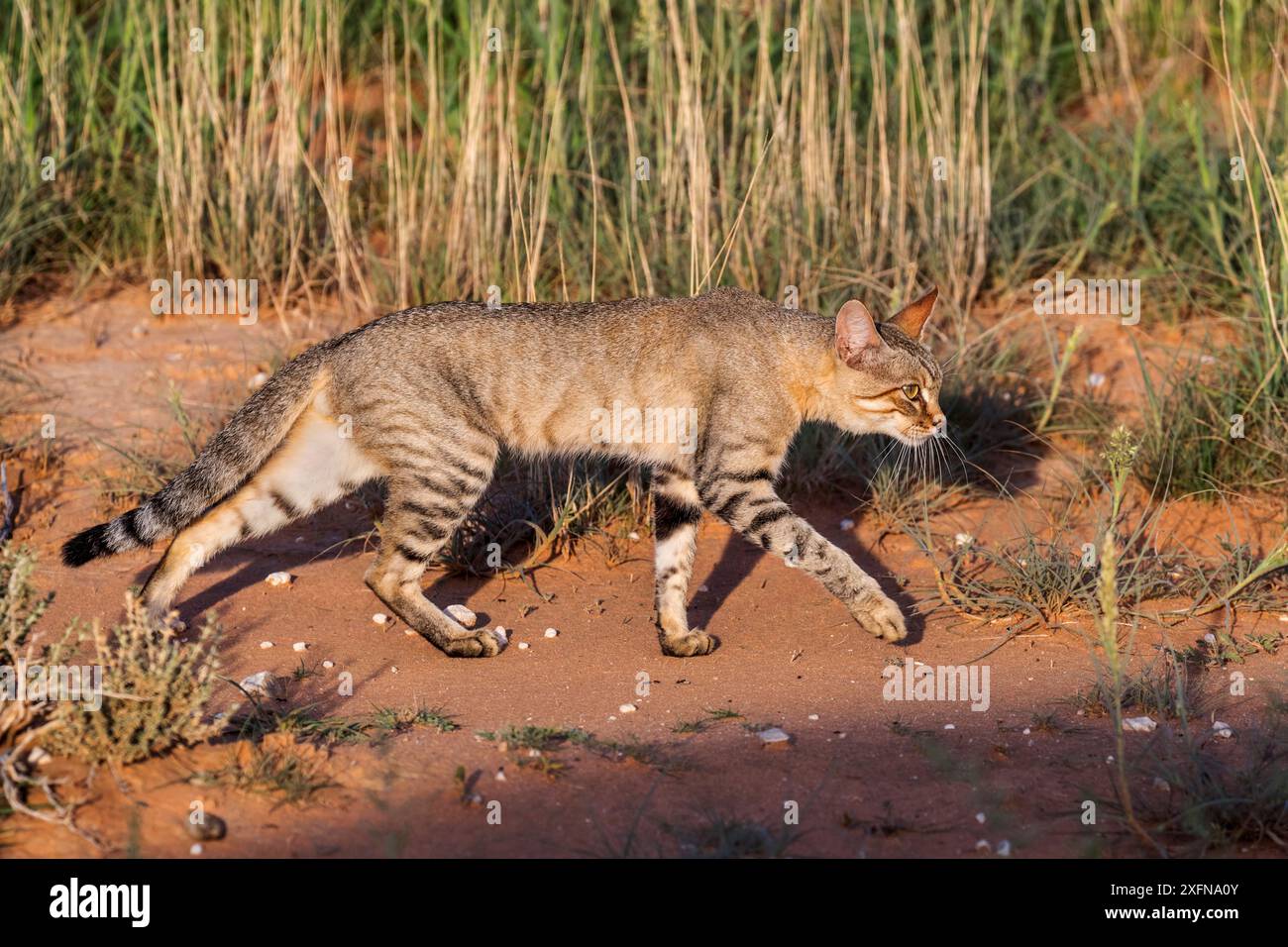 Chat sauvage africain (Felis silvestris lybica), Kgalagadi Transfrontier Park, Northern Cape, Afrique du Sud. Banque D'Images