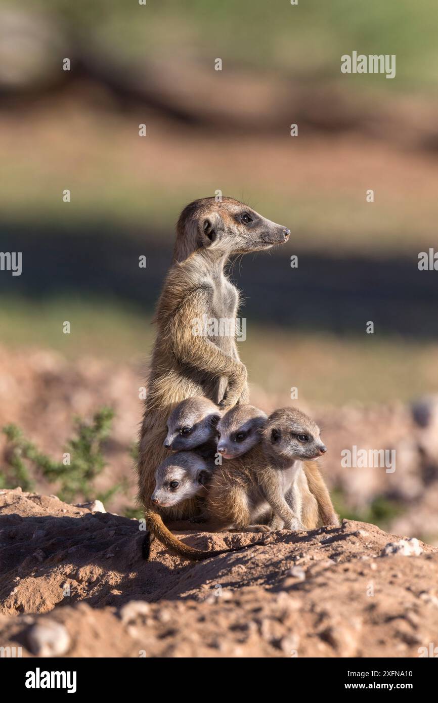 Suricate (Suricata suricatta) avec des jeunes, Kgalagadi Transfrontier Park, Northern Cape, Afrique du Sud, janvier. Banque D'Images