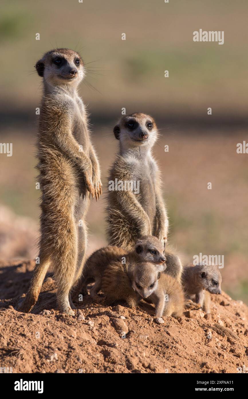 Les suricates (Suricata suricatta) avec les jeunes, Kgalagadi Transfrontier Park, Northern Cape, Afrique du Sud, janvier. Banque D'Images