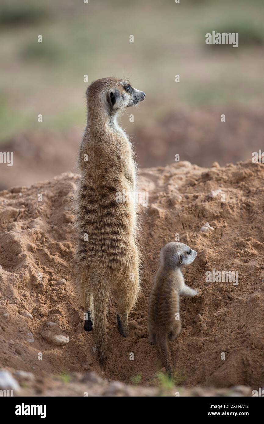 Suricate (Suricata suricatta) avec des jeunes, Kgalagadi Transfrontier Park, Northern Cape, Afrique du Sud, janvier. Banque D'Images
