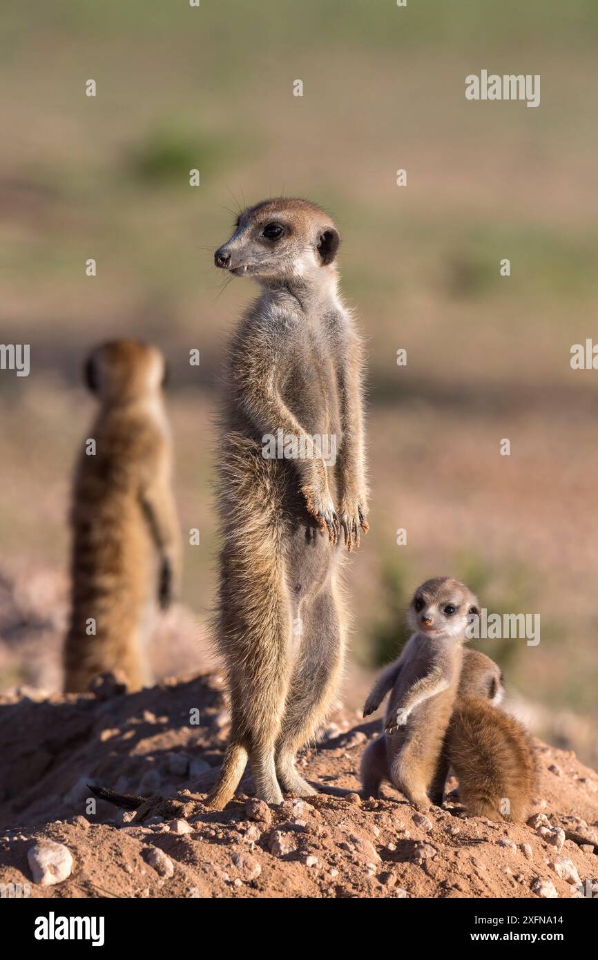Suricate (Suricata suricatta) avec des jeunes, Kgalagadi Transfrontier Park, Northern Cape, Afrique du Sud, janvier. Banque D'Images