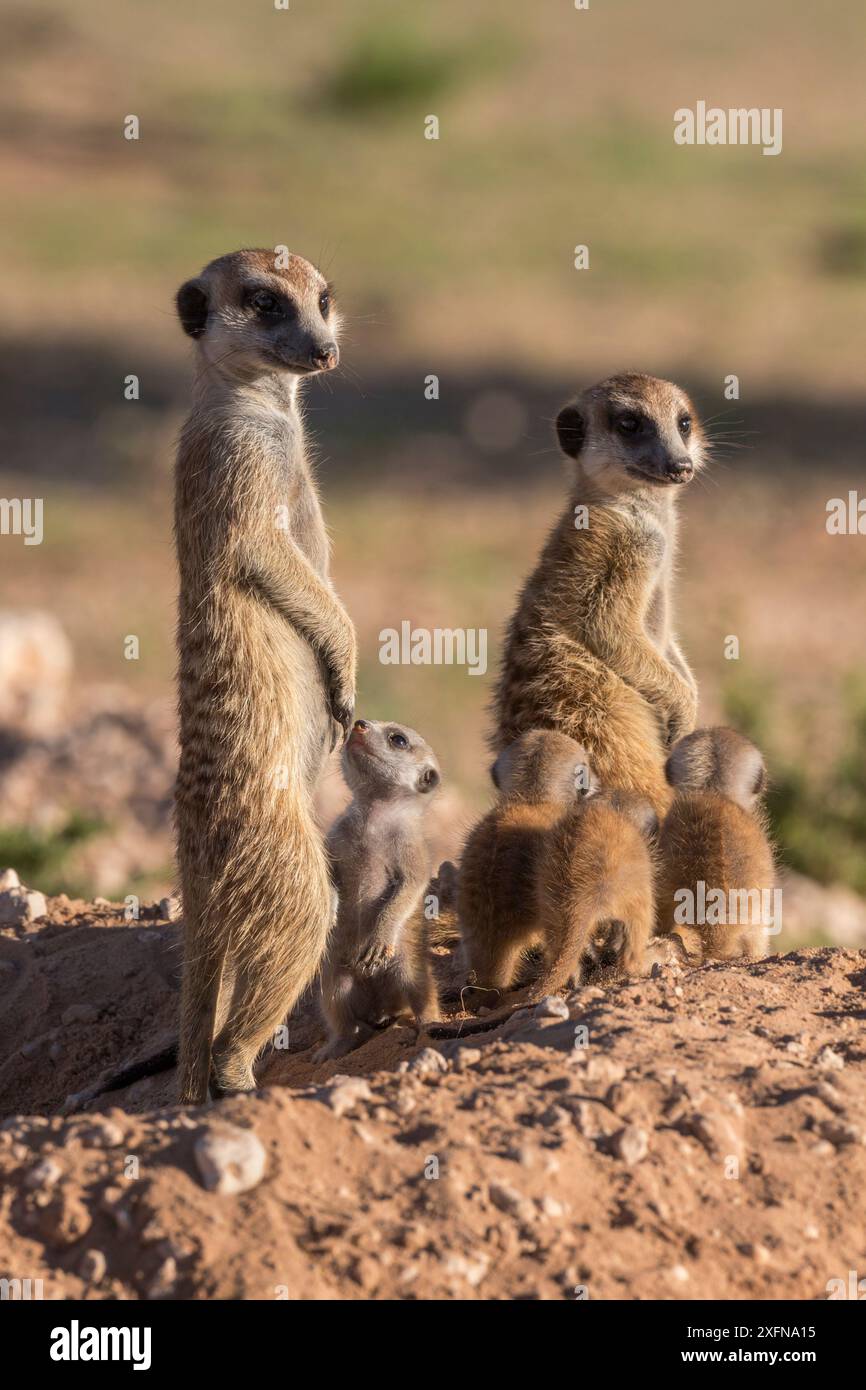 Les suricates (Suricata suricatta) avec les jeunes, Kgalagadi Transfrontier Park, Northern Cape, Afrique du Sud, janvier. Banque D'Images