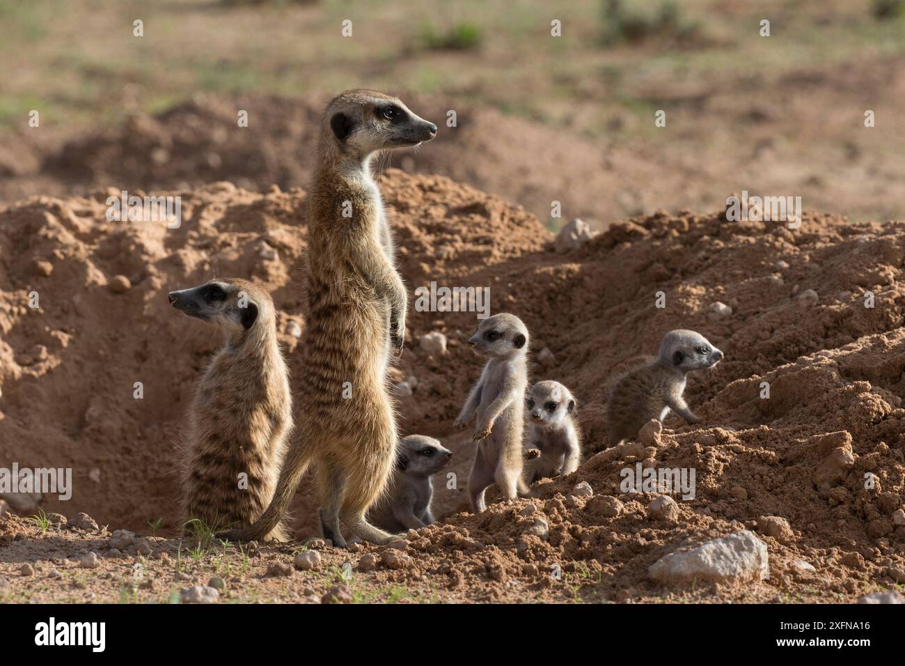Les suricates (Suricata suricatta) avec les jeunes, Kgalagadi Transfrontier Park, Northern Cape, Afrique du Sud, janvier. Banque D'Images