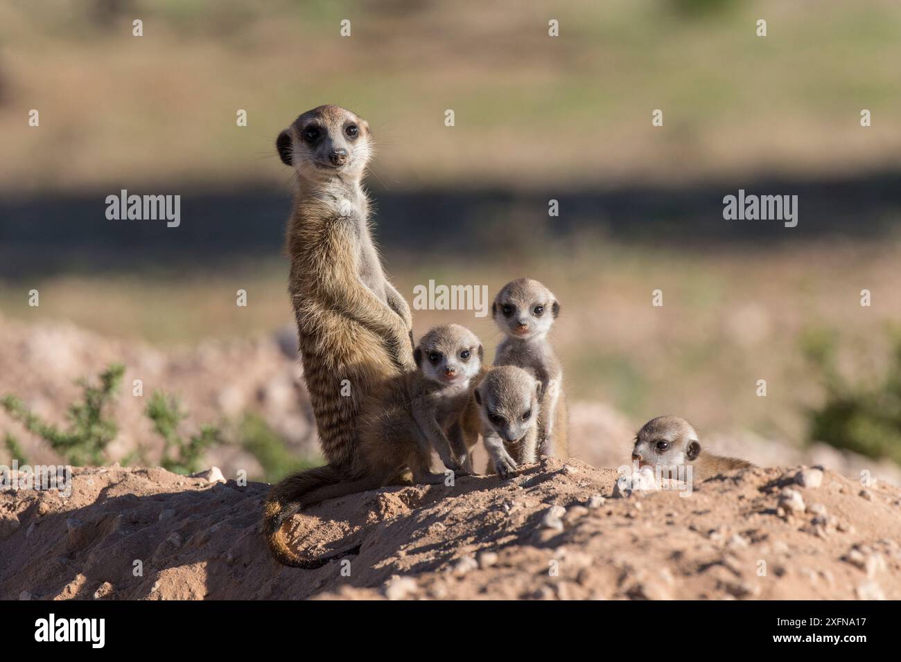 Suricate (Suricata suricatta) avec des jeunes, Kgalagadi Transfrontier Park, Northern Cape, Afrique du Sud, janvier. Banque D'Images