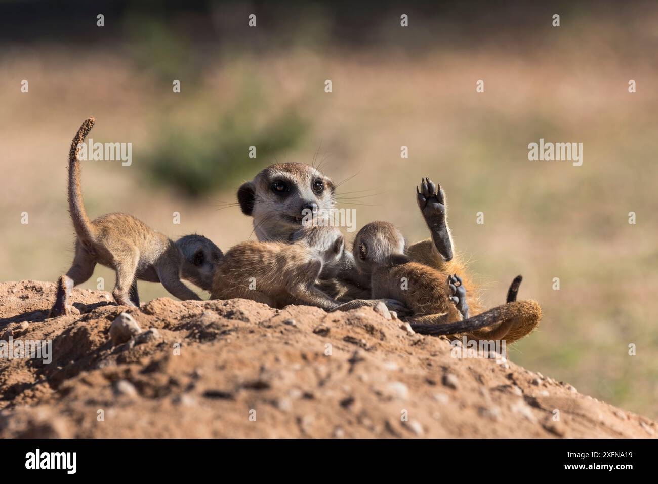Suricate (Suricata suricatta) jeune allaité, Kgalagadi Transfrontier Park, Northern Cape, Afrique du Sud, janvier. Banque D'Images