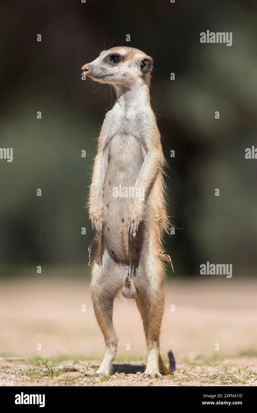 Suricate (Suricata suricatta), Kgalagadi Transfrontier Park, Northern Cape, Afrique du Sud, janvier. Banque D'Images