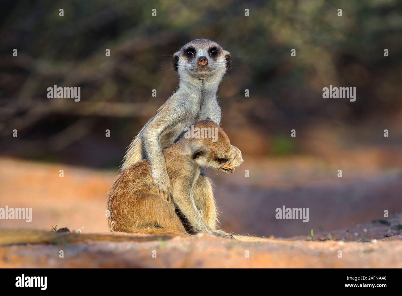 Suricates (Suricata suricatta) socialisation, Kgalagadi Transfrontier Park, Northern Cape, Afrique du Sud, janvier. Banque D'Images