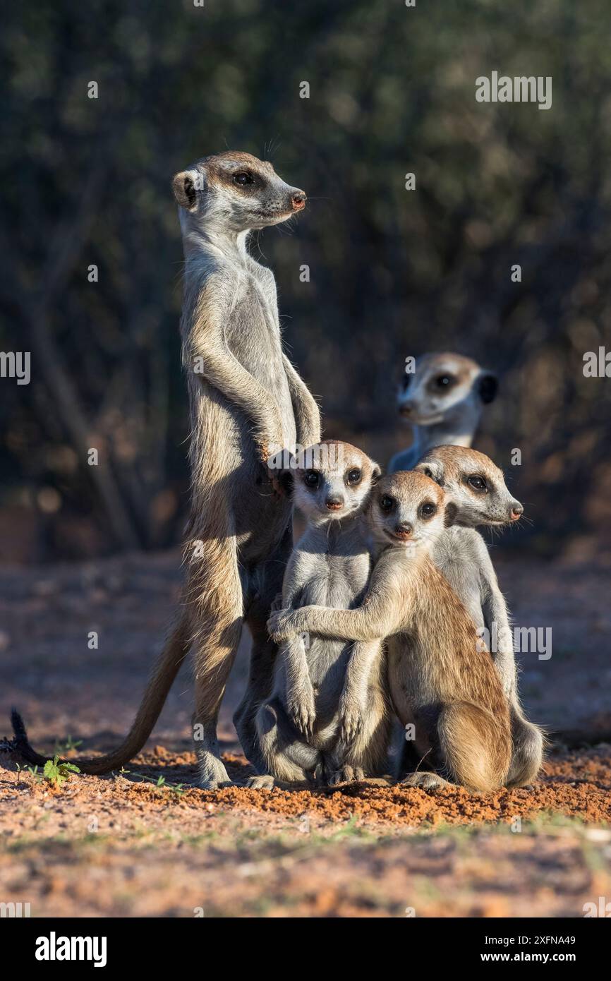Suricates (Suricata suricatta) au repaire avec jeunes socialisateurs, Kgalagadi Transfrontier Park, Northern Cape, Afrique du Sud, janvier. Banque D'Images