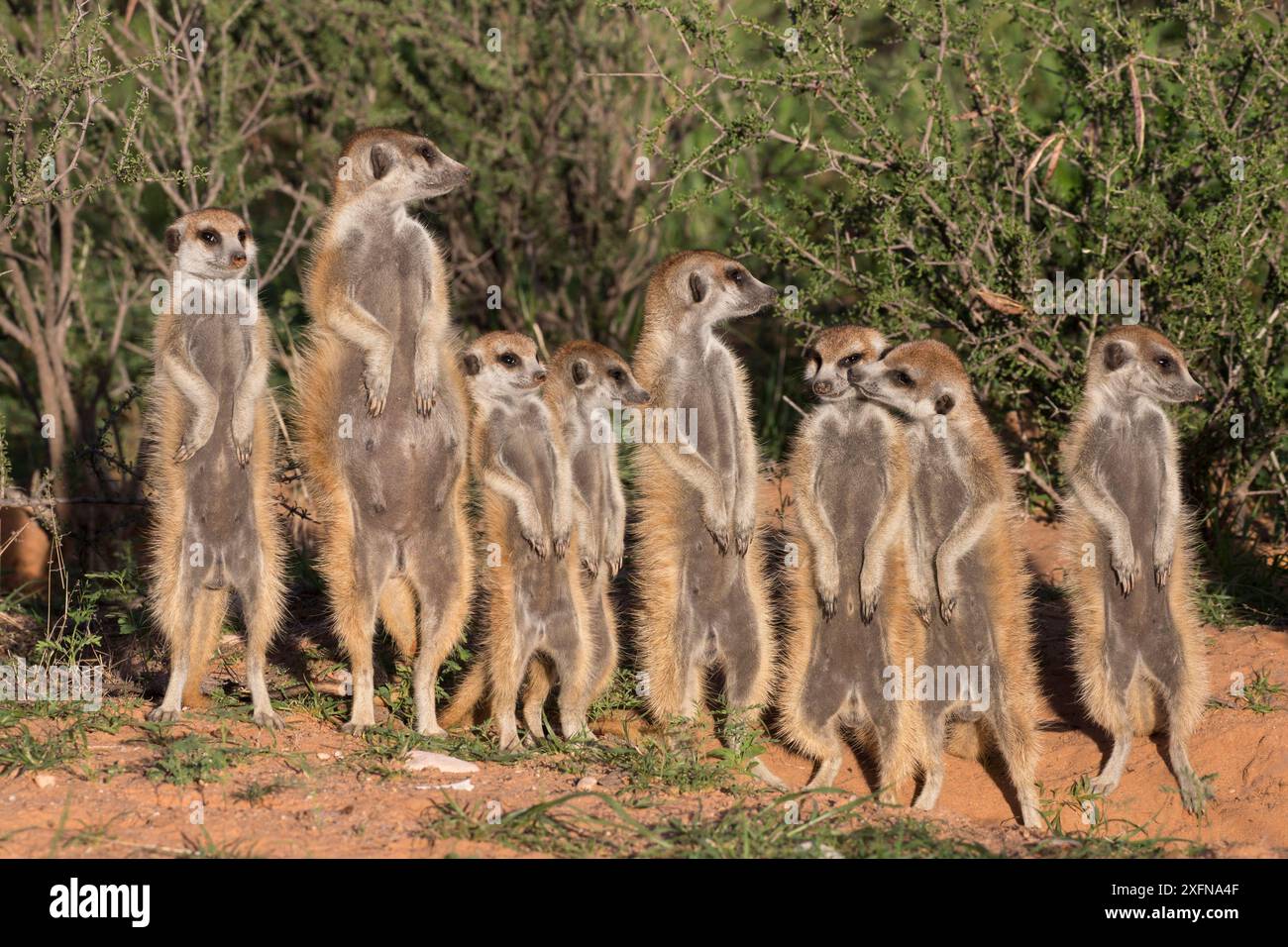 Suricates (Suricata suricatta) se prélassant au den, Kgalagadi Transfrontier Park, Northern Cape, Afrique du Sud, janvier. Banque D'Images