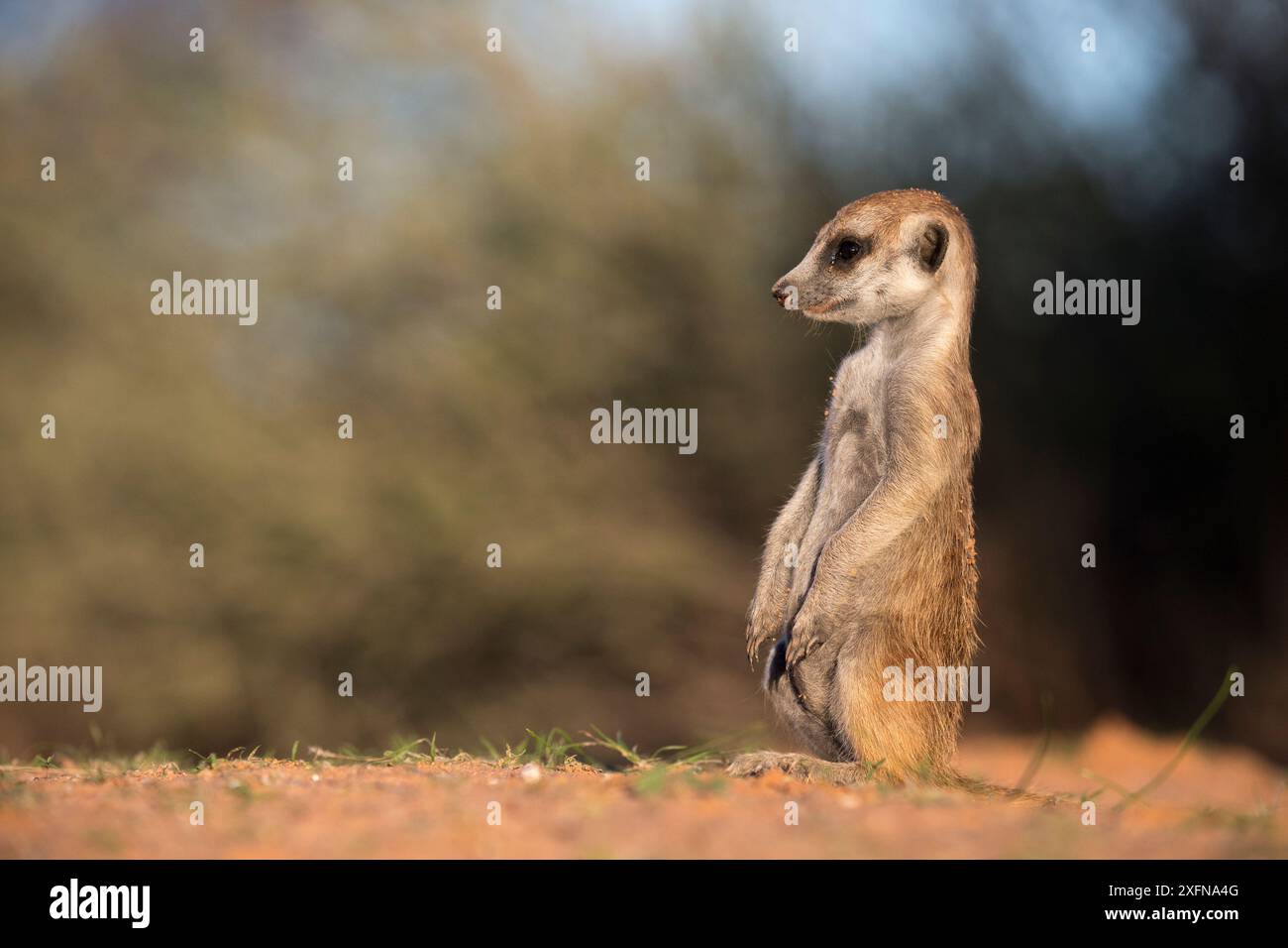 Jeune suricate (Suricata suricatta), Kgalagadi Transfrontier Park, Northern Cape, Afrique du Sud, janvier. Banque D'Images