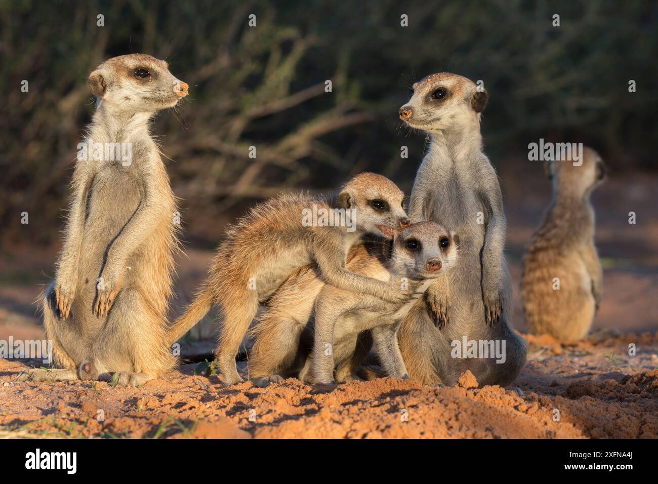 Les suricates (Suricata suricatta), Kgalagadi Transfrontier Park, Northern Cape, Afrique du Sud, janvier. Banque D'Images