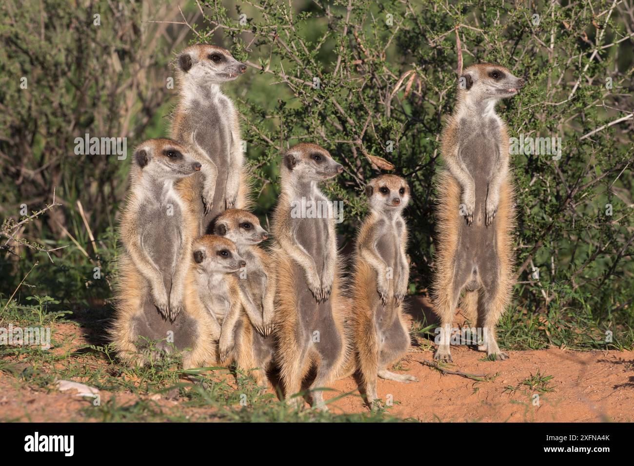 Suricates (Suricata suricatta) se prélassant au den, Kgalagadi Transfrontier Park, Northern Cape, Afrique du Sud, janvier. Banque D'Images