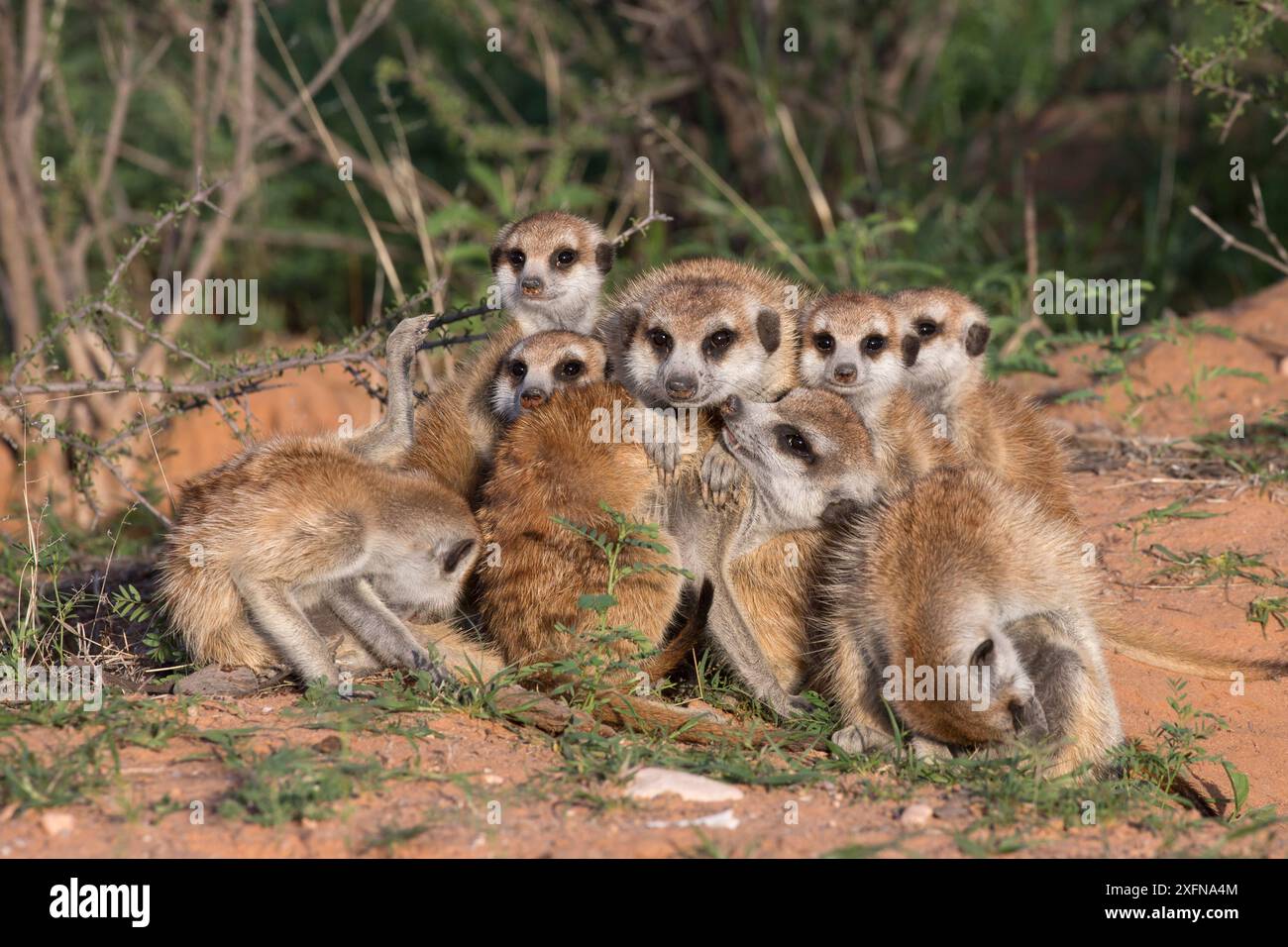 Les suricates (Suricata suricatta), Kgalagadi Transfrontier Park, Northern Cape, Afrique du Sud, janvier. Banque D'Images