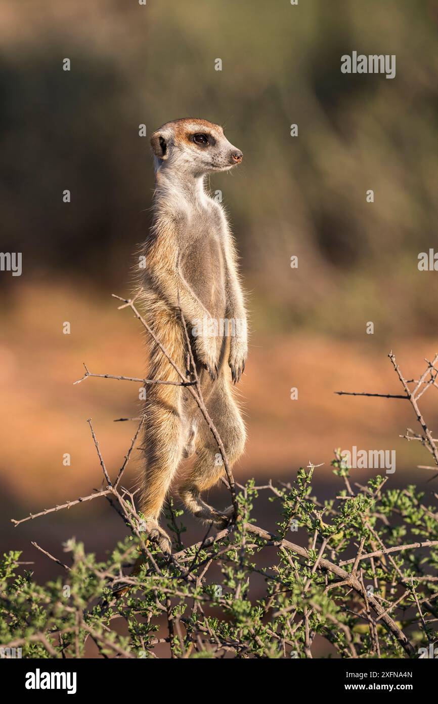 Sentinelle suricata suricatta (Suricata suricatta) debout au sommet du Bush, Kgalagadi Transfrontier Park, Northern Cape, Afrique du Sud, janvier. Banque D'Images