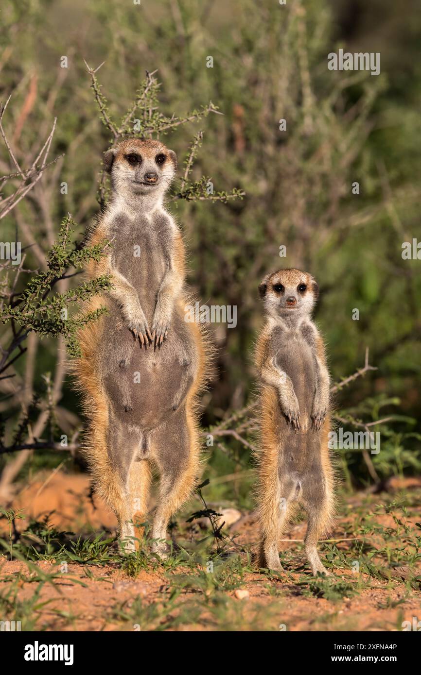 Suricates (Suricata suricatta) femelle alpha enceinte subadulte, Kgalagadi Transfrontier Park, Northern Cape, Afrique du Sud, janvier. Banque D'Images