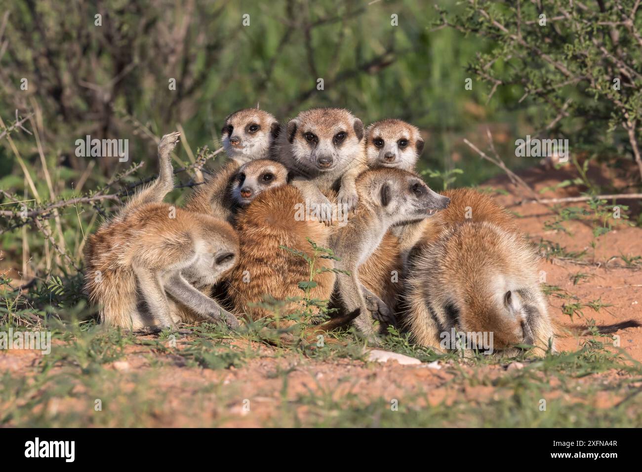 Les suricates (Suricata suricatta), Kgalagadi Transfrontier Park, Northern Cape, Afrique du Sud, janvier. Banque D'Images