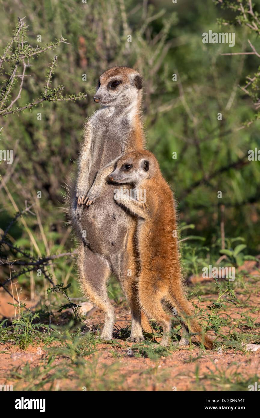 Suricate (Suricata suricatta) femelle alpha enceinte subadulte, Kgalagadi Transfrontier Park, Northern Cape, Afrique du Sud, janvier. Banque D'Images