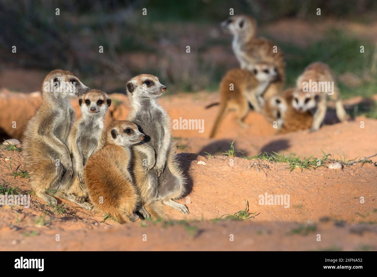 Les suricates (Suricata suricatta), Kgalagadi Transfrontier Park, Northern Cape, Afrique du Sud, janvier. Banque D'Images