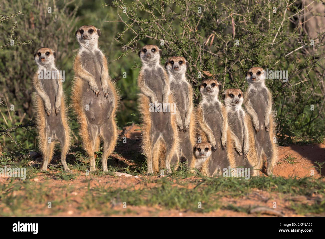 Suricates (Suricata suricatta) se prélasser, Kgalagadi Transfrontier Park, Northern Cape, Afrique du Sud, janvier. Banque D'Images