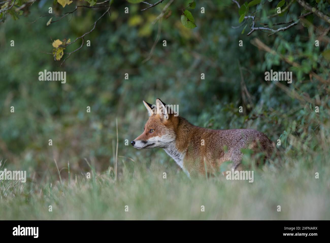 Renard roux (Vulpes vulpes) Bourgogne, France, octobre. Banque D'Images