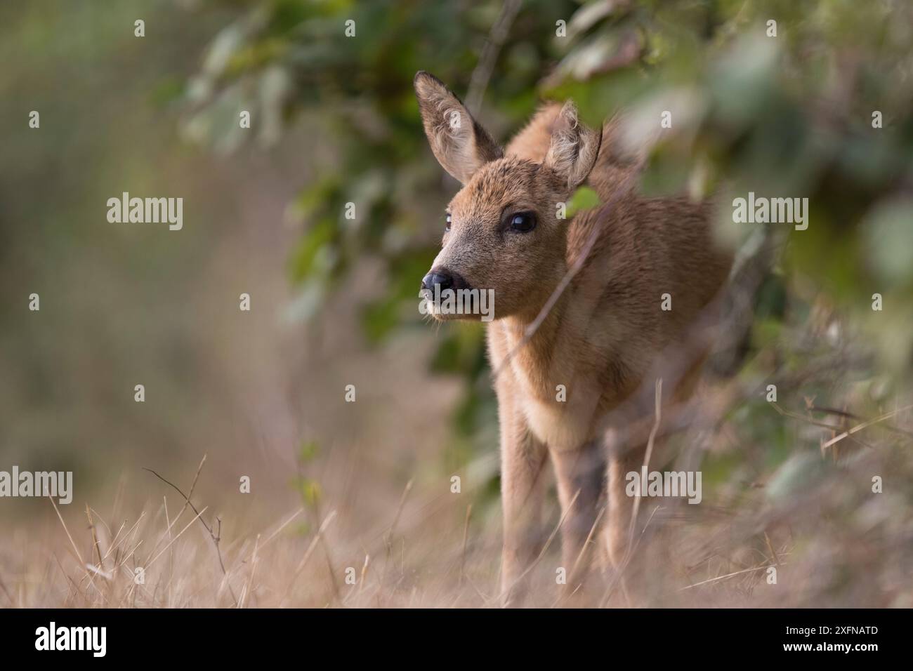 Cerf rodé (Capreolus capreolus) jeune femelle, Bourgogne, France, septembre. Banque D'Images