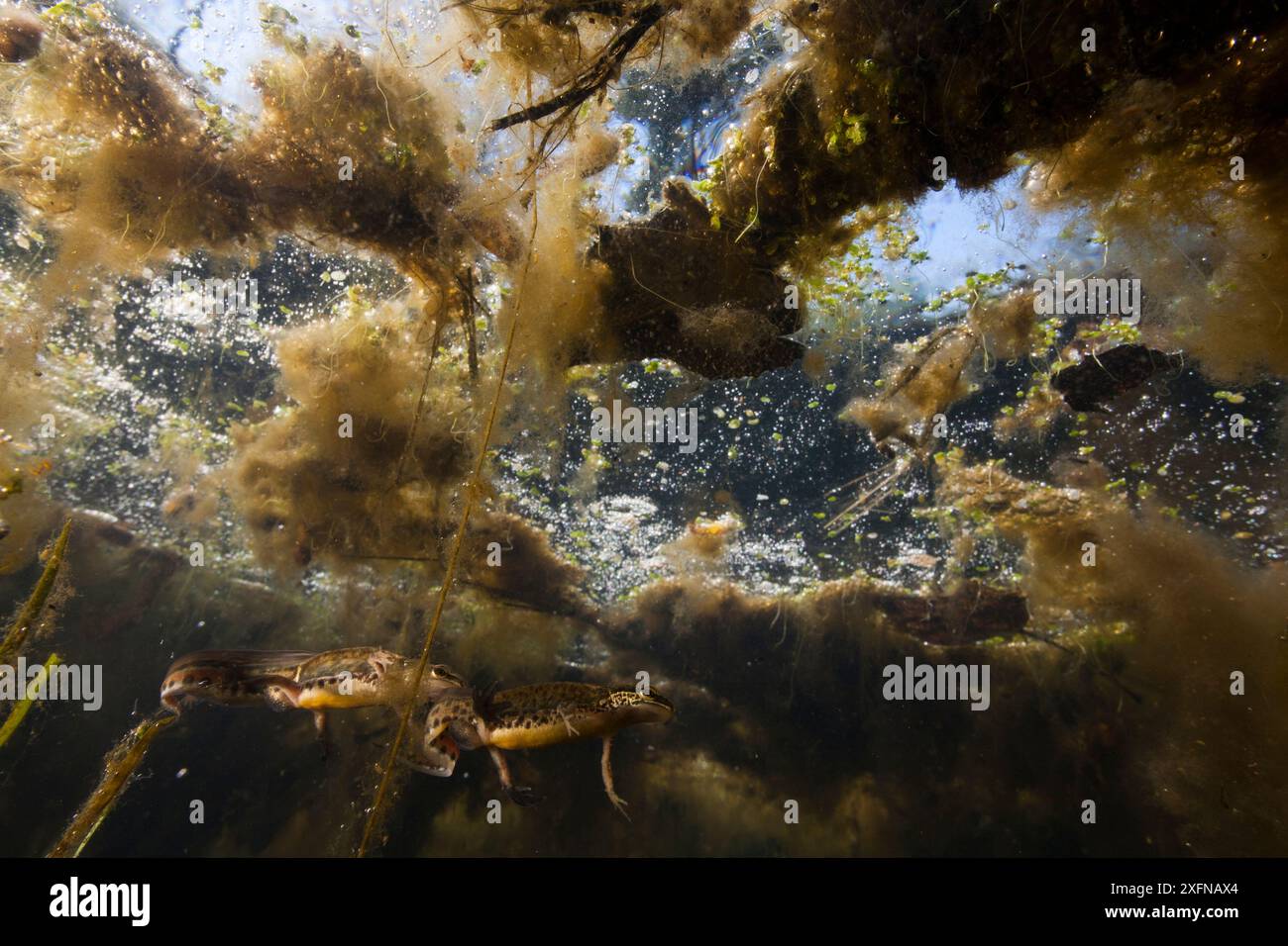 Newt alpin (Ichthyosaura / Triturus alpestris) en phase aquatique, sous-marine, Yonne, France, mars. Banque D'Images
