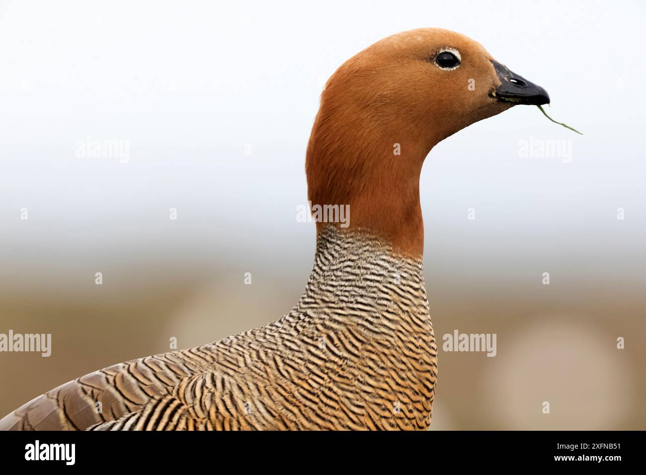 OIE à tête rousse (Chloephaga rubidiceps) mangeant, Sea Lion Island, îles Falkland, octobre Banque D'Images