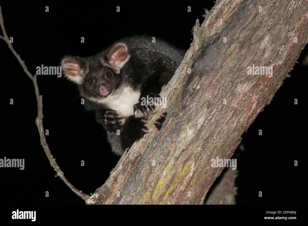 Greater Glider (Petauroides volans), New England National Park, Gondwana Rainforest World Hertiage site, New South Wales, Australie. Banque D'Images