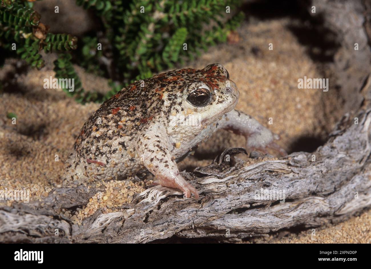 Grenouille de sable (Arenophryne rotonde), Shark Bay, site du patrimoine mondial naturel de l'UNESCO, Australie occidentale. Banque D'Images