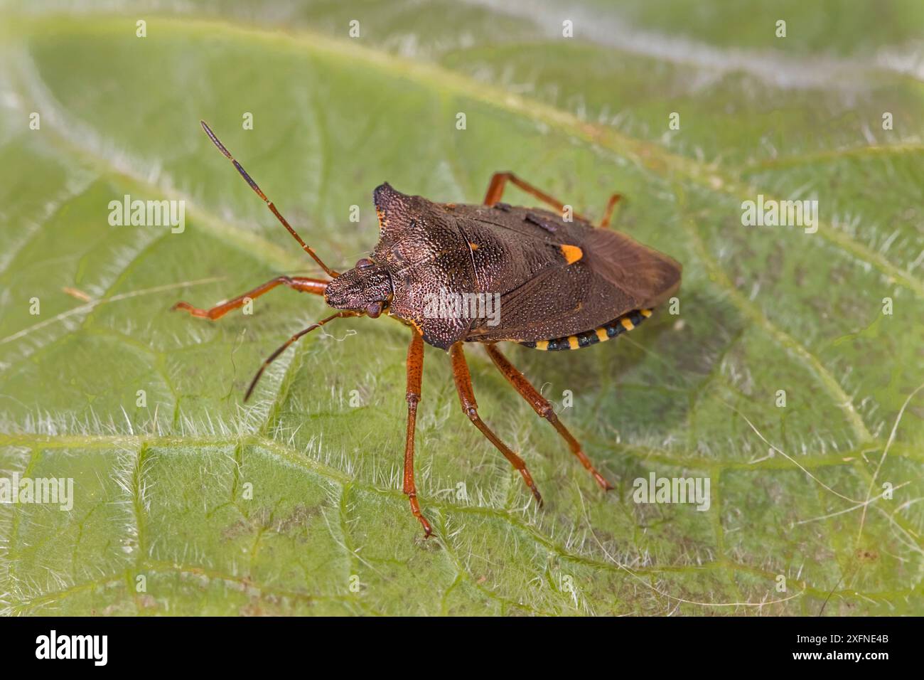 Blindée à pattes rouges (Pentatoma rufipes) Brockley, Lewisham, Londres, Angleterre, Royaume-Uni, juin. Banque D'Images