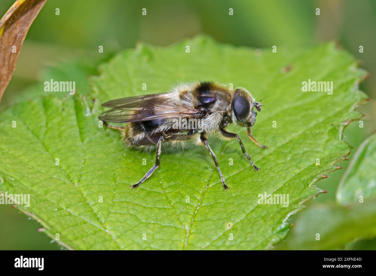 Mime des abeilles de la mouche aérienne (Cheilosia illustrata), Hutchinson's Bank, New Addington, Londres, Angleterre, ROYAUME-UNI. Juillet, Banque D'Images