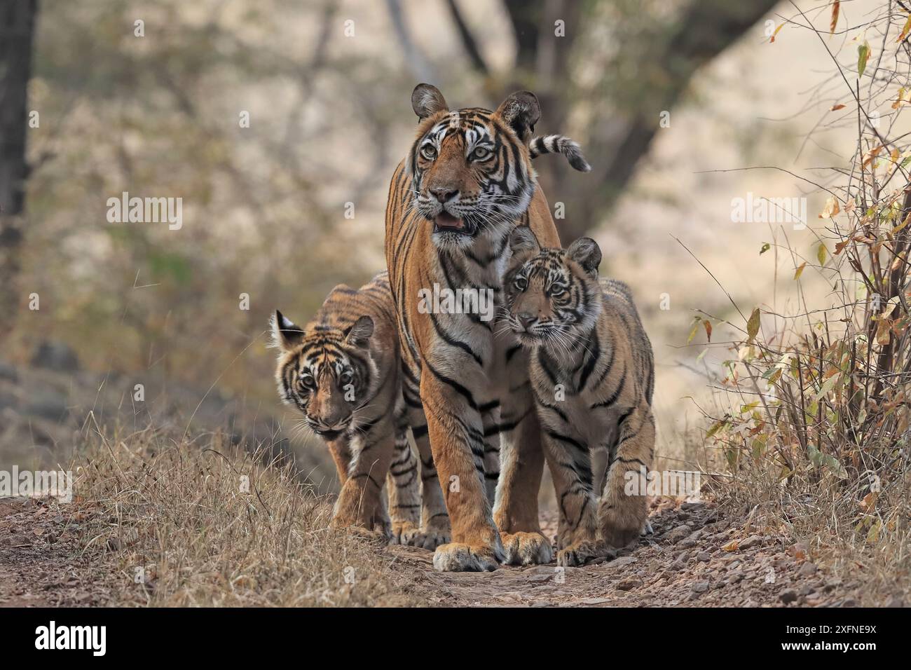 Tigre du Bengale (Panthera tigris) tigresse Noor avec oursons , Ranthambhore, Inde Banque D'Images