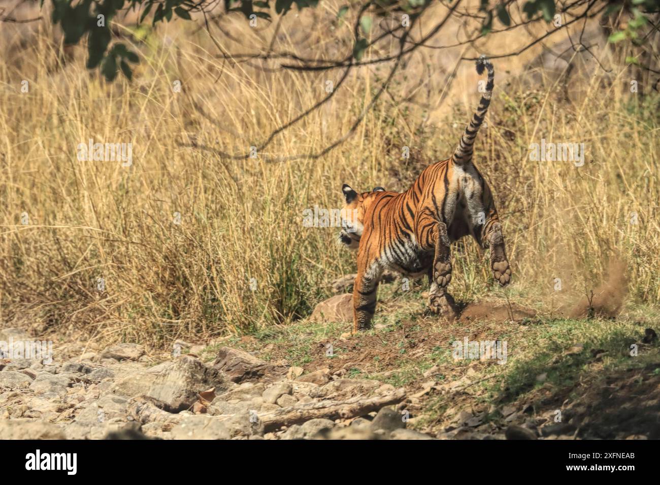 Tigre du Bengale (Panthera tigris) tigress Noor Hunting, Ranthambhore, Inde Banque D'Images