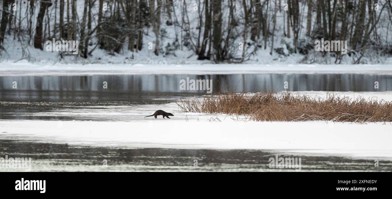 Loutre eurasienne (Lutra lutra) en hiver, Finlande, décembre. Banque D'Images