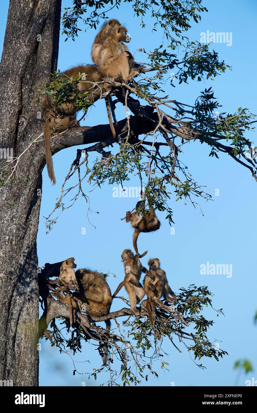 Famille de babouins Chacma (Papio ursinus) vivant dans un arbre avec des juvéniles jouant, concession des plaines de Duba, delta de l'Okavango, Botswana, Afrique australe Banque D'Images Famille de babouins Chacma (Papio ursinus) vivant dans un arbre avec des juvéniles jouant, concession des plaines de Duba, delta de l'Okavango, Botswana, Afrique australe Banque D'Images