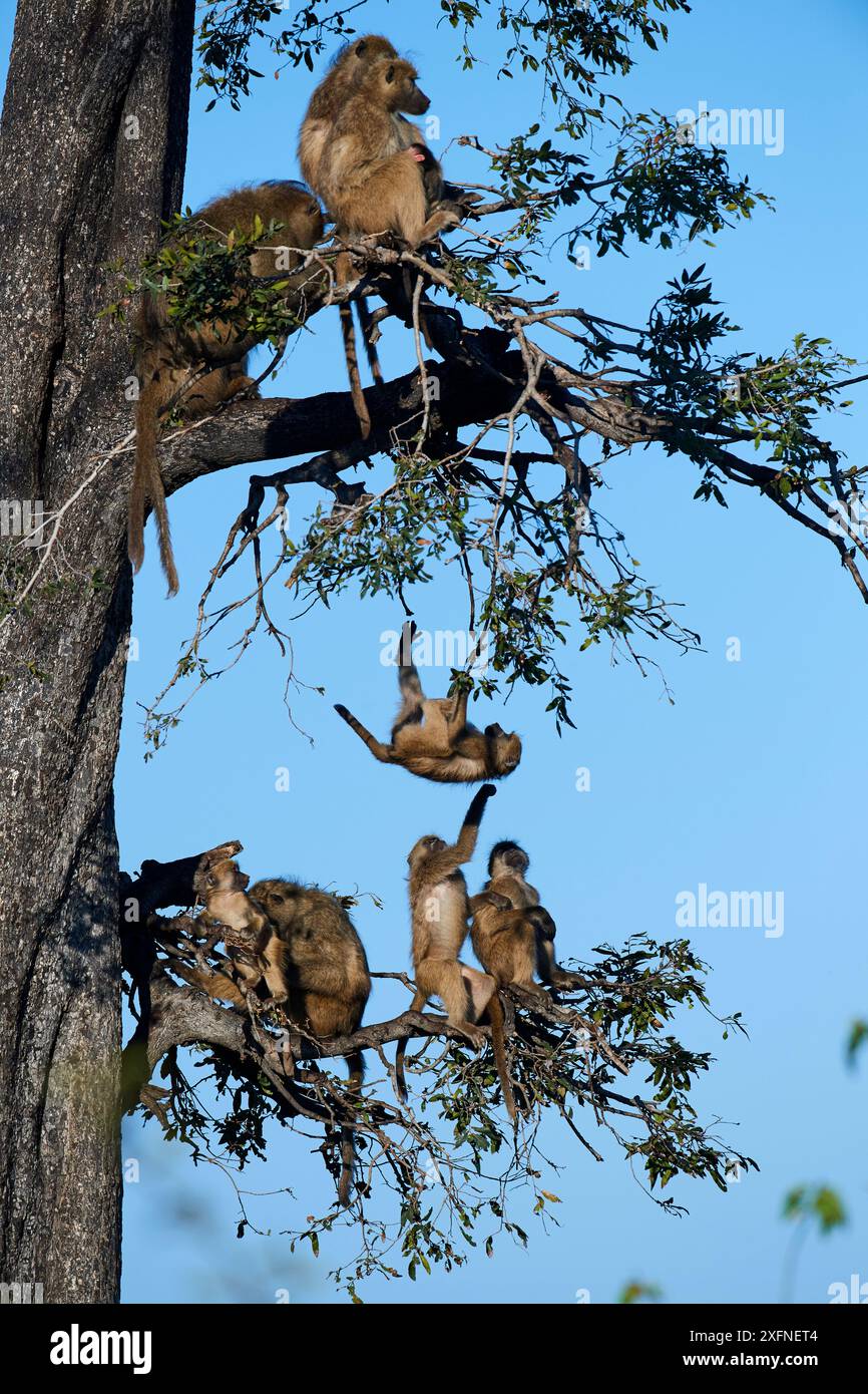 Famille de babouins Chacma (Papio ursinus) vivant dans un arbre avec des juvéniles jouant, concession des plaines de Duba, delta de l'Okavango, Botswana, Afrique australe Banque D'Images Famille de babouins Chacma (Papio ursinus) vivant dans un arbre avec des juvéniles jouant, concession des plaines de Duba, delta de l'Okavango, Botswana, Afrique australe Banque D'Images