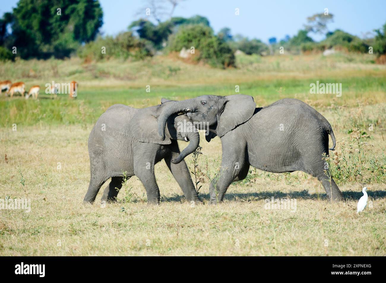 Deux jeunes de l'eléphant d'Afrique (Loxodonta africana) sparring, Duba Plains, Okavango Delta, Botswana, Afrique du Sud Banque D'Images Deux jeunes de l'eléphant d'Afrique (Loxodonta africana) sparring, Duba Plains, Okavango Delta, Botswana, Afrique du Sud Banque D'Images