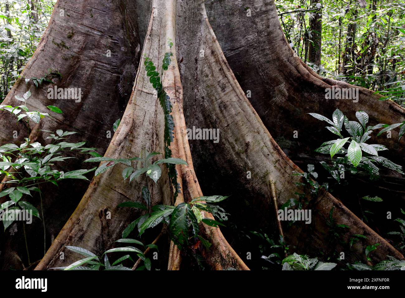 Butterez les racines d'un grand arbre de la forêt tropicale dans le parc national de Gunung Mulu, un site du patrimoine mondial naturel de l'UNESCO, Bornéo malaisien. Banque D'Images