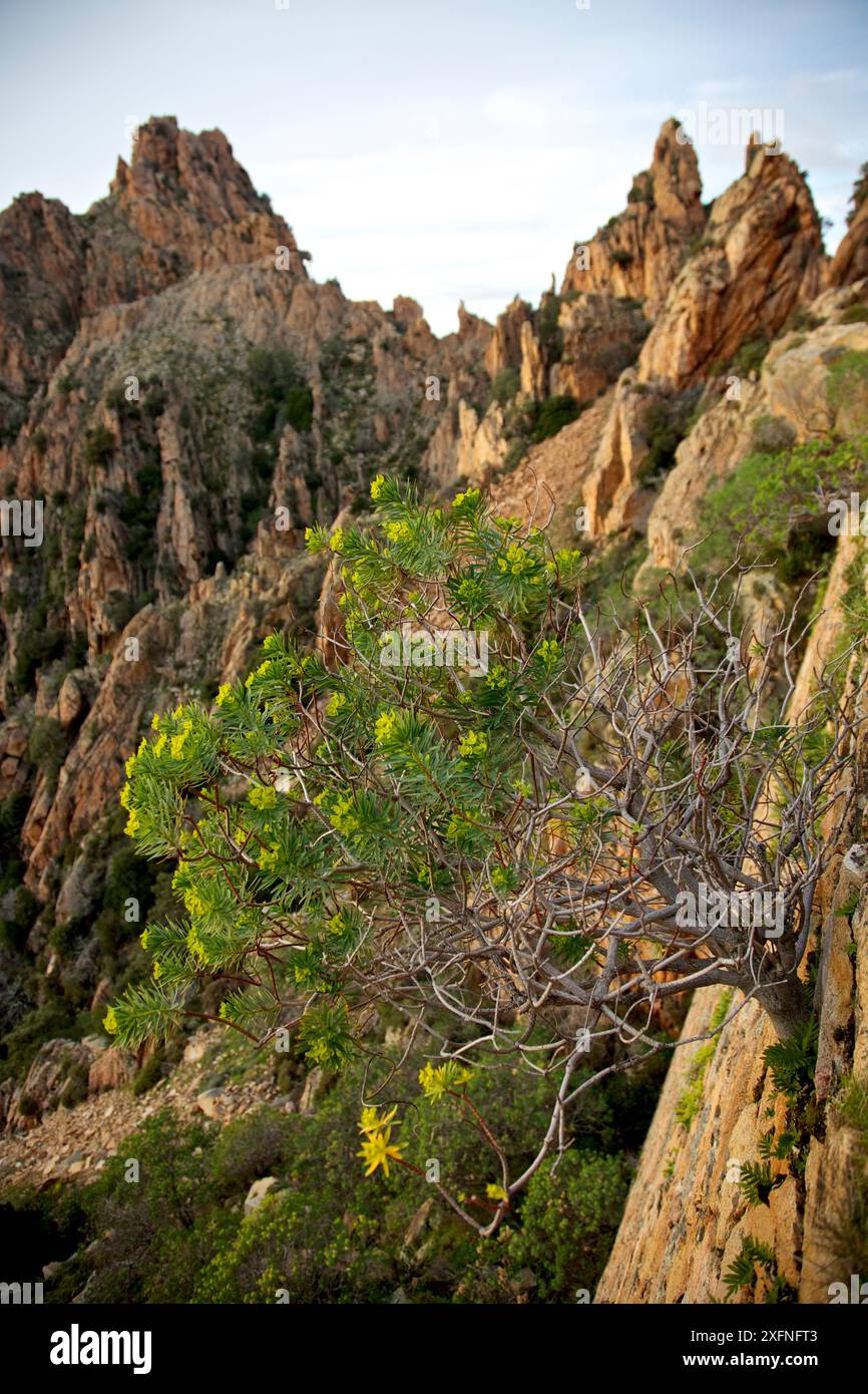 Plantes à éperons (Euphorbia dendroides) en fleurs dans la Calanche de Piana, golfe de Porto, site du patrimoine mondial de l'UNESCO. Corse, France. Mars Banque D'Images