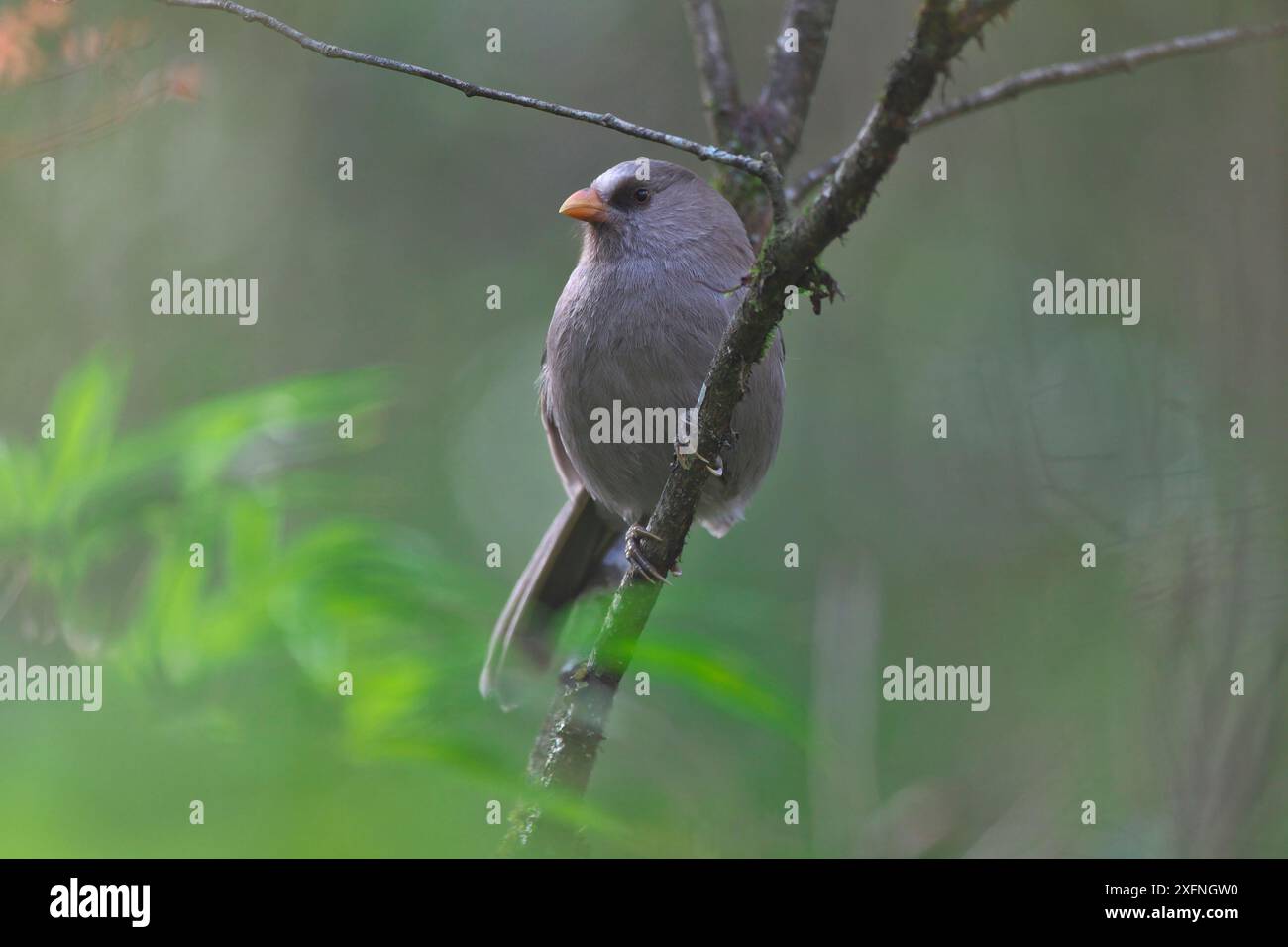 Grand bec de perroquet (Conostoma aemodium) montagne Balang, réserve naturelle nationale de Wolong, sanctuaires de panda géant du Sichuan - Wolong, Mont Siguniang et Jiajin site du patrimoine mondial de l'UNESCO, province du Sichuan, Chine. Banque D'Images