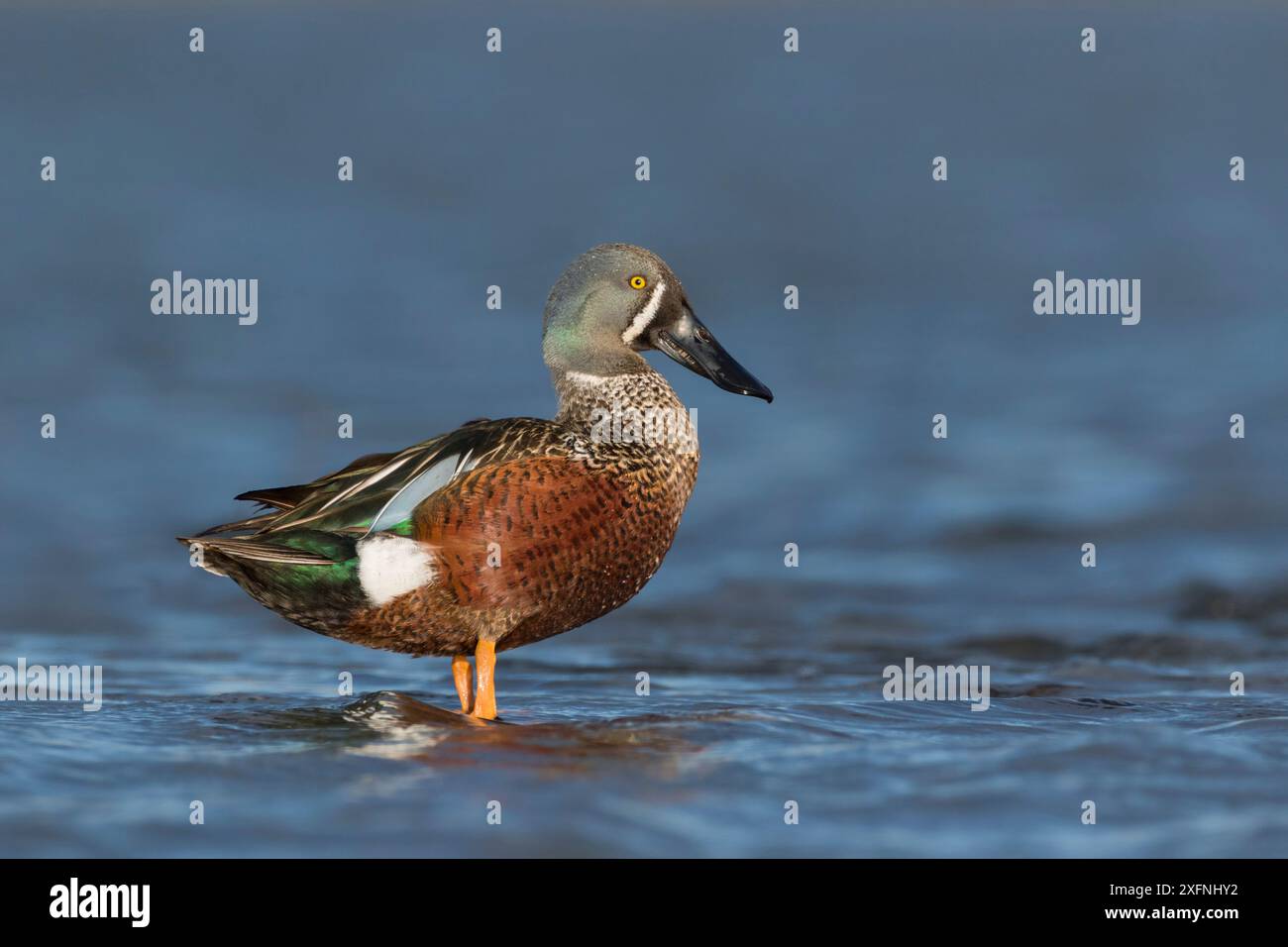 Pelleteuse australasienne mâle (Anas rhynchotis) perchée sur la roche en eau peu profonde. Ashley River, Canterbury, Nouvelle-Zélande. Juillet. Banque D'Images