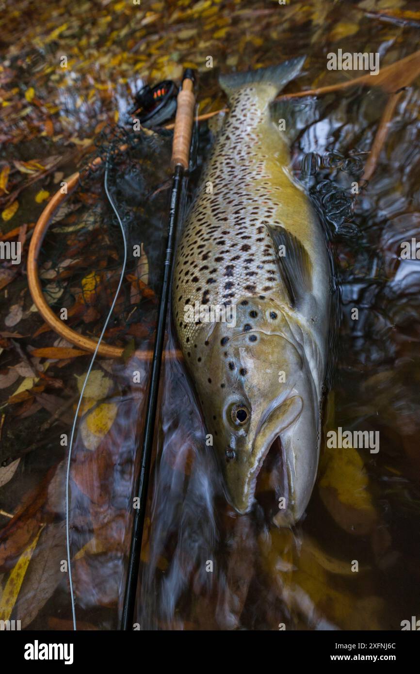 Truite brune capturée (Salmo trutta) pondant à côté de la canne à mouche et du filet de débarquement avant la libération, Canterbury, Nouvelle-Zélande. Avril. Banque D'Images