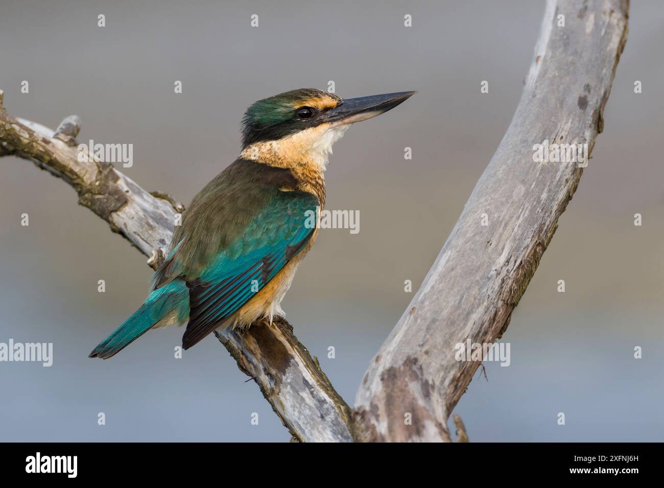 Nouvelle-Zélande ou Martin-pêcheur sacré (Todiramphus sanctus) perché bois flotté. Péninsule de Banks, Île du Sud, Nouvelle-Zélande. Juin. Banque D'Images