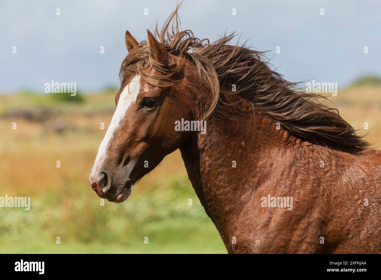 Cheval sauvage Rapa Nui / étalon, Parc national de Rapa Nui site du patrimoine mondial de l'UNESCO, île de Pâques / Rapa Nui, Chili. Banque D'Images