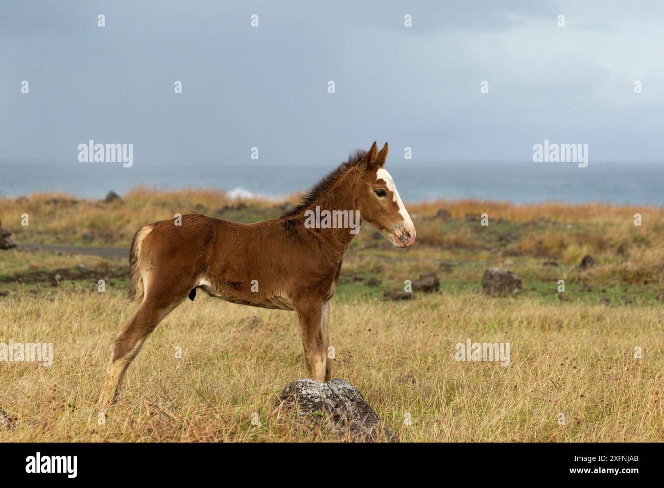 Un cheval sauvage de Rapa Nui / poulain, debout près de la mer, parc national de Rapa Nui site du patrimoine mondial de l'UNESCO, île de Pâques / Rapa Nui, Chili. Banque D'Images