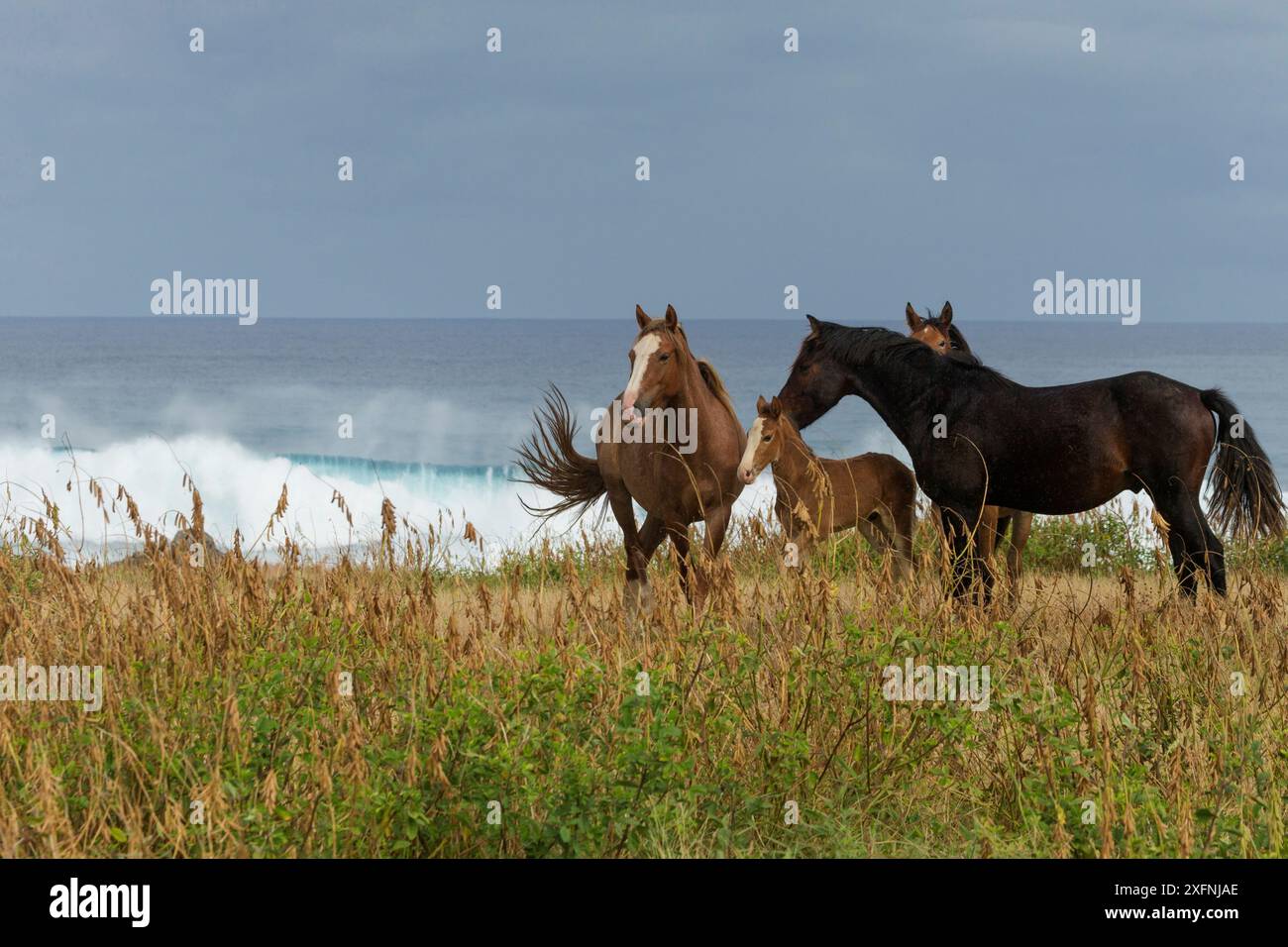 Un cheval sauvage Rapa Nui / étalon et sa jument, pouliche et poulain, debout près de la mer, parc national de Rapa Nui site du patrimoine mondial de l'UNESCO, île de Pâques / Rapa Nui, Chili. Banque D'Images