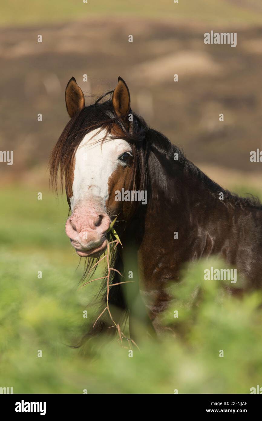 Cheval sauvage Rapa Nui / étalon, Parc national de Rapa Nui site du patrimoine mondial de l'UNESCO, île de Pâques / Rapa Nui, Chili. Banque D'Images