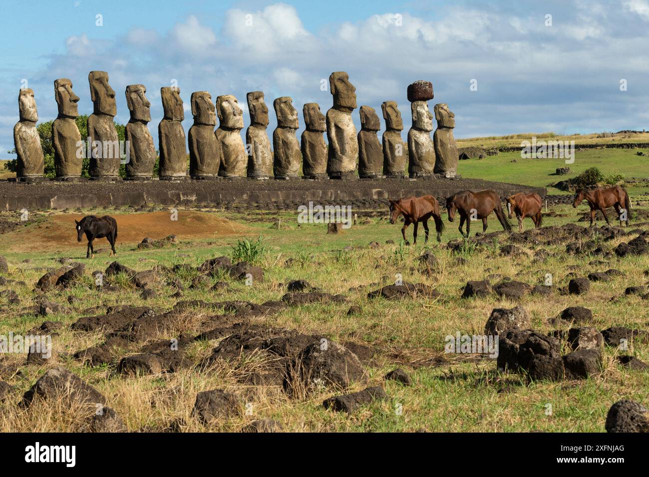 Bande de chevaux/juments sauvages de Rapa Nui et un poulain, marchant près du parc national de Rapa Nui site du patrimoine mondial de l'UNESCO, têtes de l'île de Pâques, Ahu Tongariki, parc national de Rapa Nui site du patrimoine mondial de l'UNESCO, île de Pâques / Rapa Nui, Chili. Banque D'Images