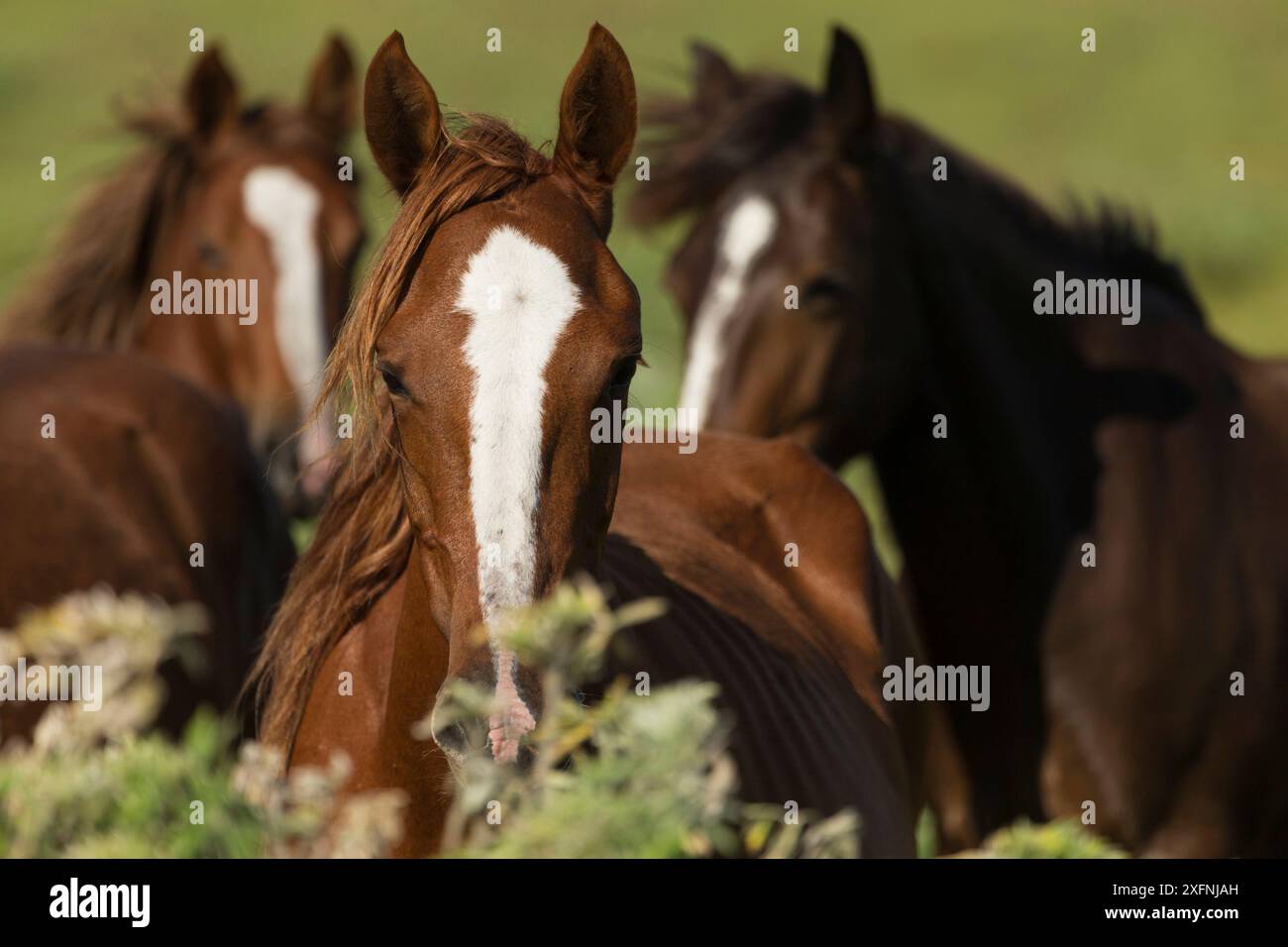 Photo de trois chevaux/juments sauvages de Rapa Nui, parc national de Rapa Nui, site du patrimoine mondial de l'UNESCO, île de Pâques / Rapa Nui, Chili. Banque D'Images